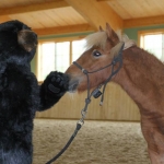 Dash With Bear