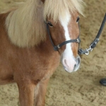 Dash portrait