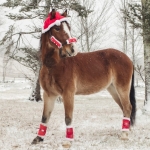 xmas-owie-Large