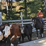 ozzy cows