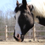 Oreo