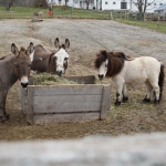 Murphy, JJ and Mikey