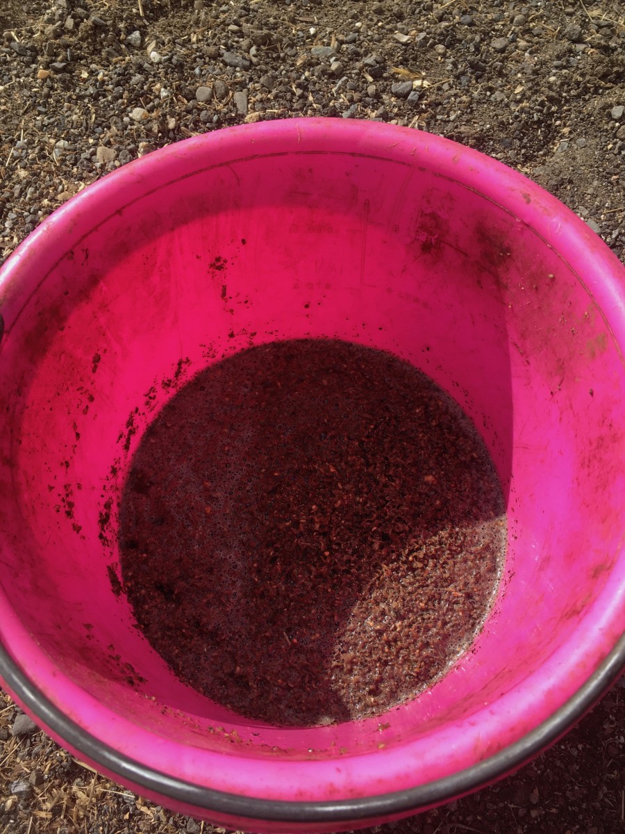 Nutrition Feeding the Hard Keeper Horse Rescue, Horses with Hope