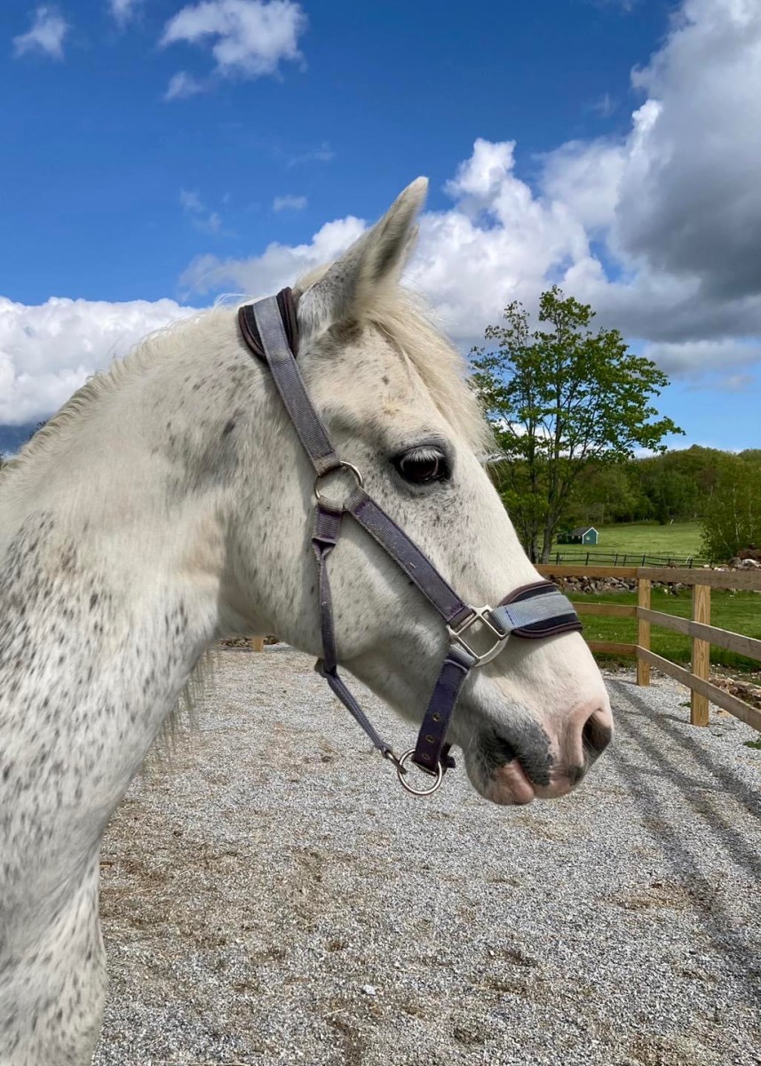 Sydin Horse Rescue, Horses with Hope