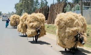 Overloaded donkeys in Ethiopia, photo credit Liz Jones