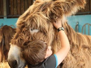 sidmouth-donkey-assisted-therapy-centre-is-calling-for-volunteers